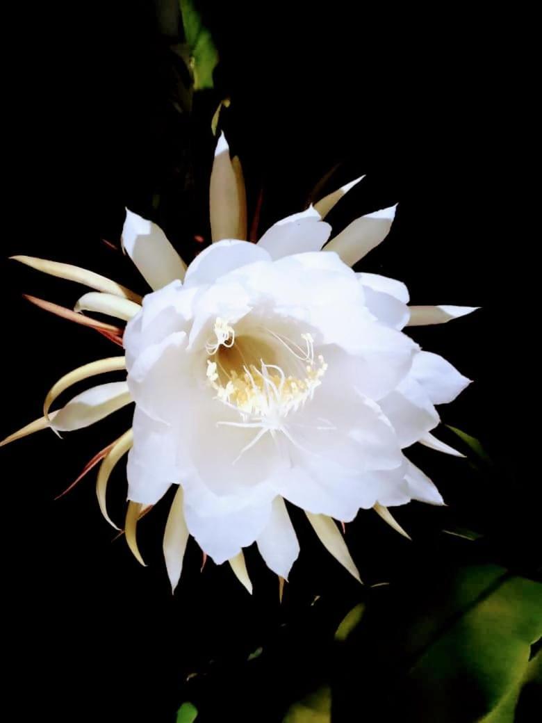 Hermoso ปาโลมิโน ภายนอก รูปภาพ